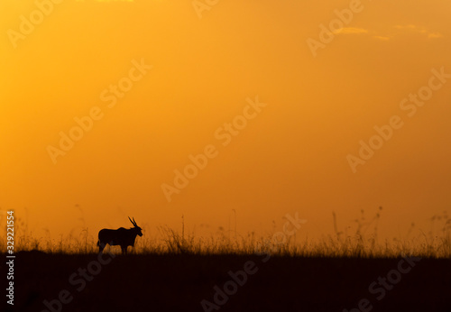 Silhouette of Eland on the backdrop of colourful sky at Masai Mara, Africa, Kenya