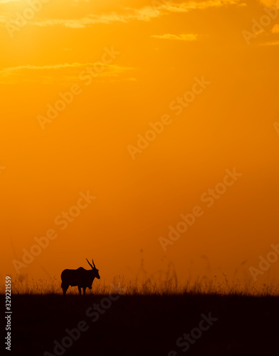 Silhouette of Eland on the backdrop of colourful sky at Masai Mara, Africa, Kenya