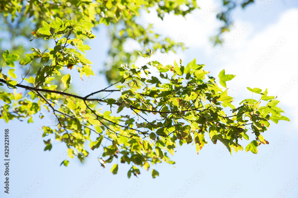 夏の葉 夏の葉