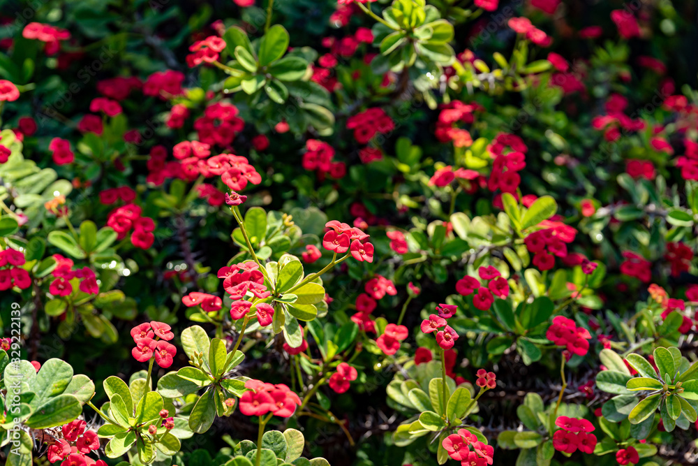 Euphorbia milii or crown of thorns green shrub blossoming red flowers