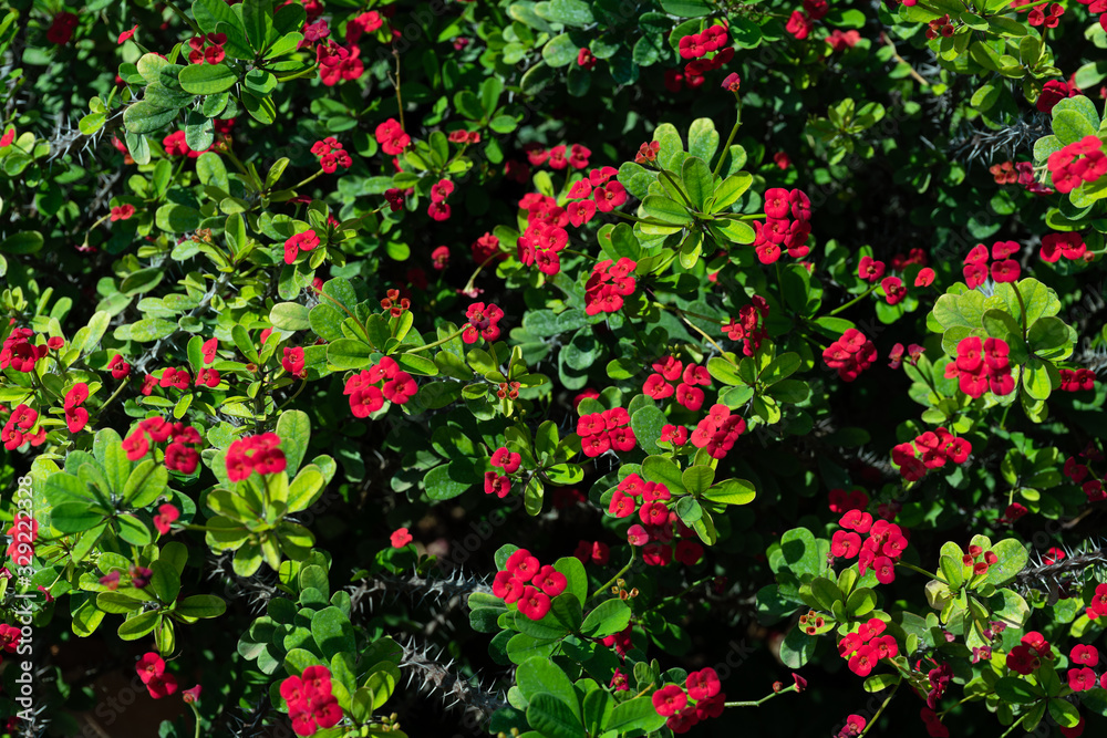 Euphorbia milii or crown of thorns green shrub blossoming red flowers