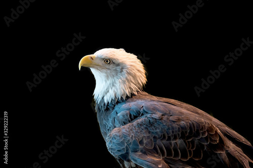 Close portrait of a bald eagle on a black background