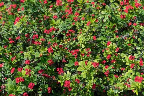 Euphorbia milii or crown of thorns green shrub blossoming red flowers