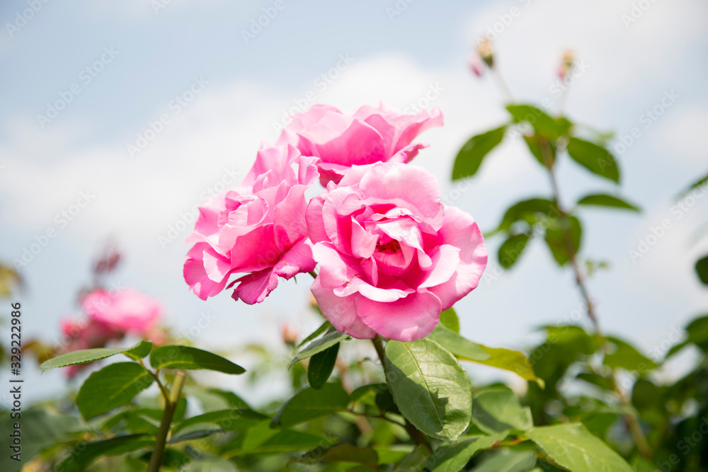 白とピンクの薔薇
白とピンクの薔薇