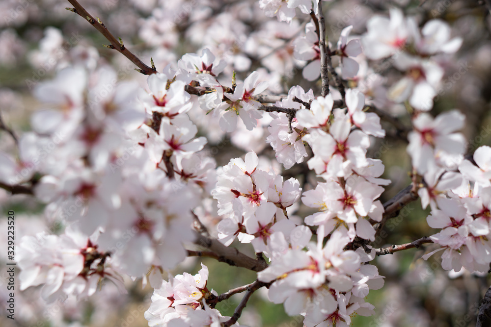 muchas flores de almendro al atardecer