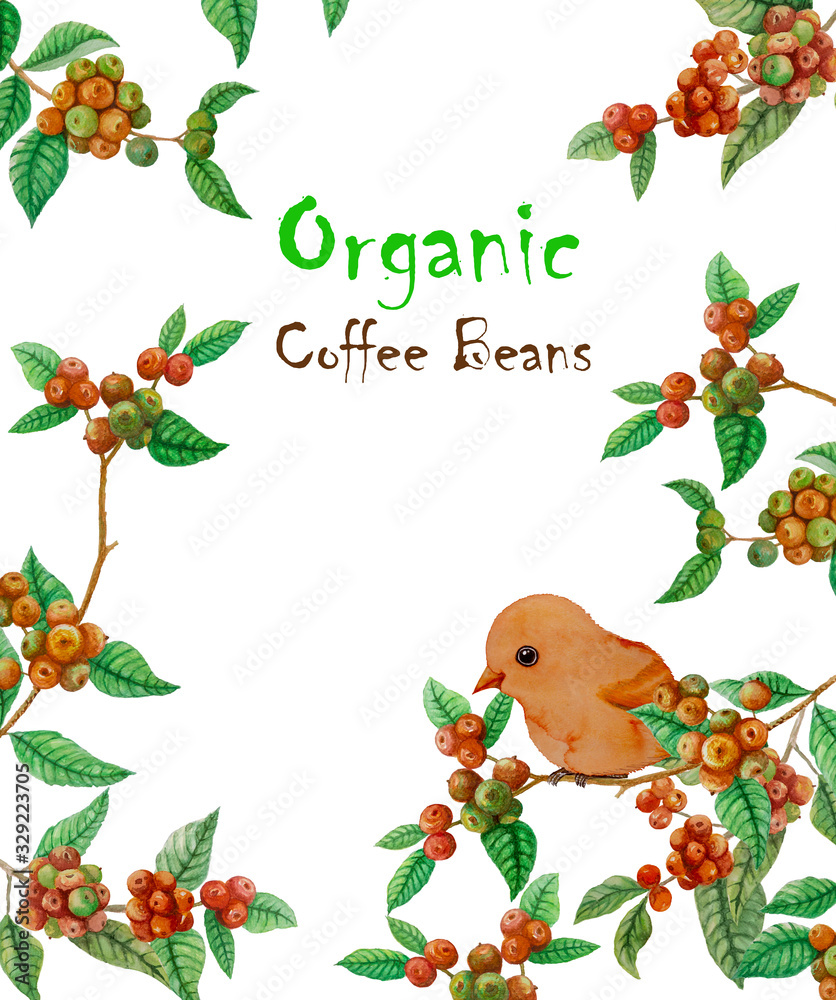Fototapeta premium Red ripe coffee fruits branches, green leaf and orange bird illustration pattern and texts 