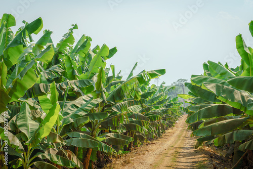 Banana Garden is growing up,Fresh banana is growing up,Banana garden.