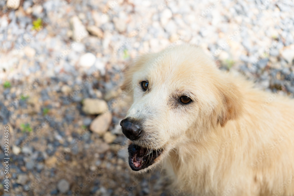 Portrait of a white street dog in thailand. Tropical dog