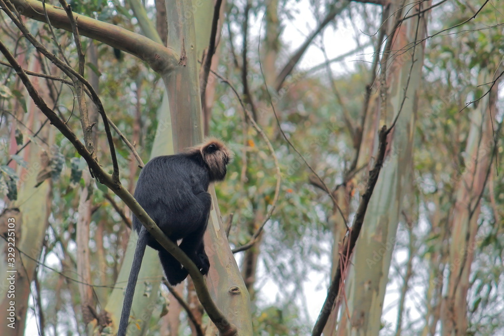 threatened and endemic nilgiri langur in mudumalai national park (a part of nilgiri biosphere reserve and western ghats biodiversity hotspot) in tamilnadu, south india threatened and endemic nilgiri langur in mudumalai national park (a part of nilgiri biosphere reserve and western ghats biodiversity hotspot) in tamilnadu, south india