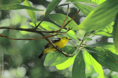 beautiful song bird, a male common iora (aegithina tiphia) on a branch, countryside of west bengal in india photo