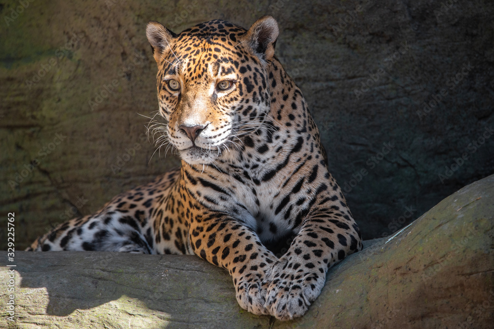 Obraz premium Leopard