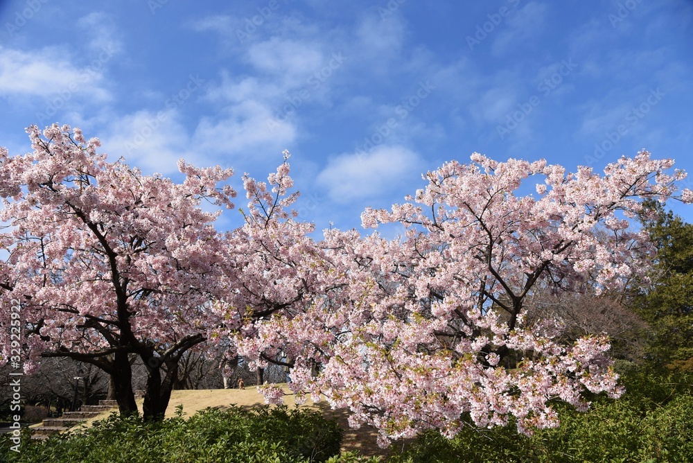Cherry blossoms in full bloom / In spring, cherry blossoms begin to bloom all over Japan. It is a very fun season for Japanese people to have a banquet under a cherry tree. Cherry blossoms in full bloom / In spring, cherry blossoms begin to bloom all over Japan. It is a very fun season for Japanese people to have a banquet under a cherry tree.