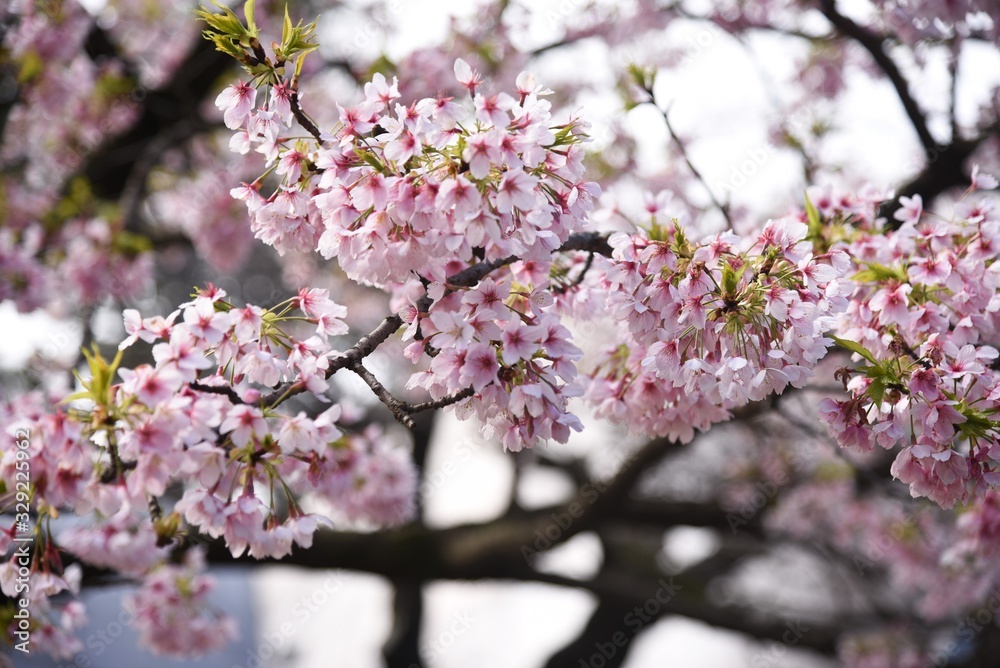 Cherry blossoms in full bloom / In spring, cherry blossoms begin to bloom all over Japan. It is a very fun season for Japanese people to have a banquet under a cherry tree.