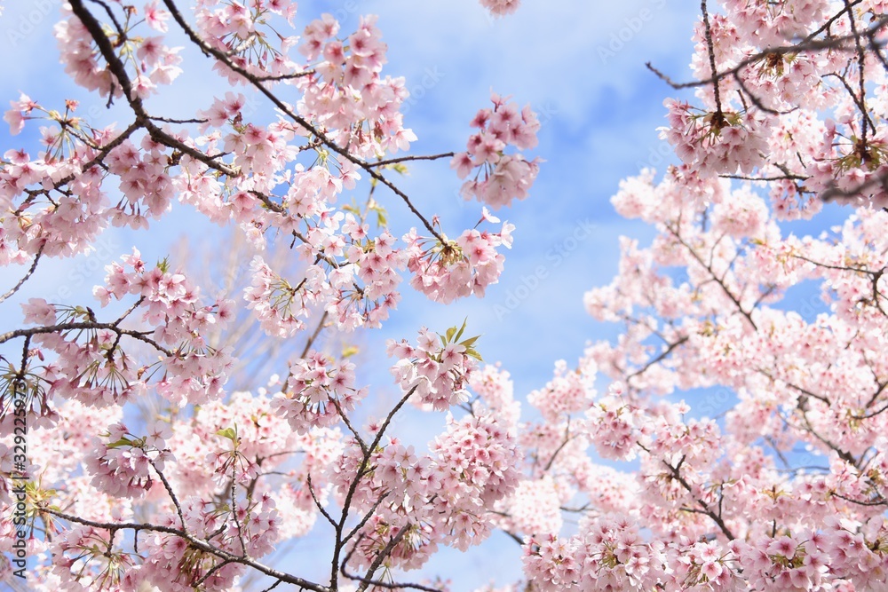 Cherry blossoms in full bloom / In spring, cherry blossoms begin to bloom all over Japan. It is a very fun season for Japanese people to have a banquet under a cherry tree. Cherry blossoms in full bloom / In spring, cherry blossoms begin to bloom all over Japan. It is a very fun season for Japanese people to have a banquet under a cherry tree.