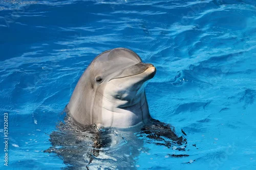 Fototapeta na wymiar Dolphin friend