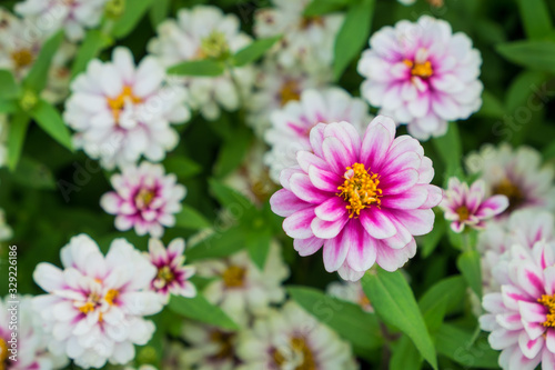 Pink flowers  also known as zinnia  are most commonly planted in the garden as seedlings are planted in pots or down to the ground. It can grow strong species.