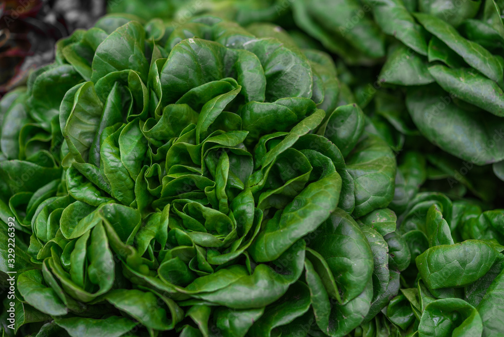 Close up food photo of organic spinach at the farmers market stall Close up food photo of organic spinach at the farmers market stall