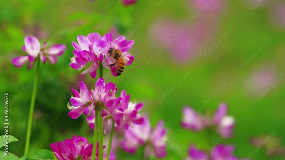 Close up 4k detail view of one honey bee collecting pollen on pink flower in the spring meadow then flying away Close up 4k detail view of one honey bee collecting pollen on pink flower in the spring meadow then flying away