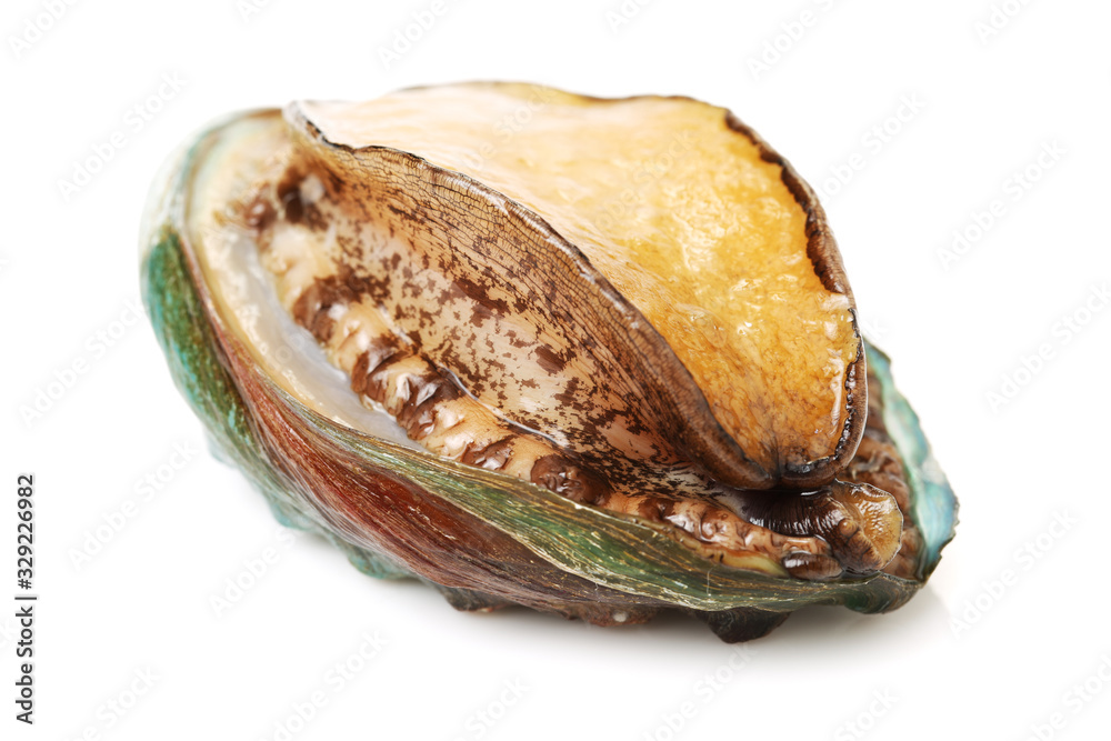 Raw abalones on the white background 