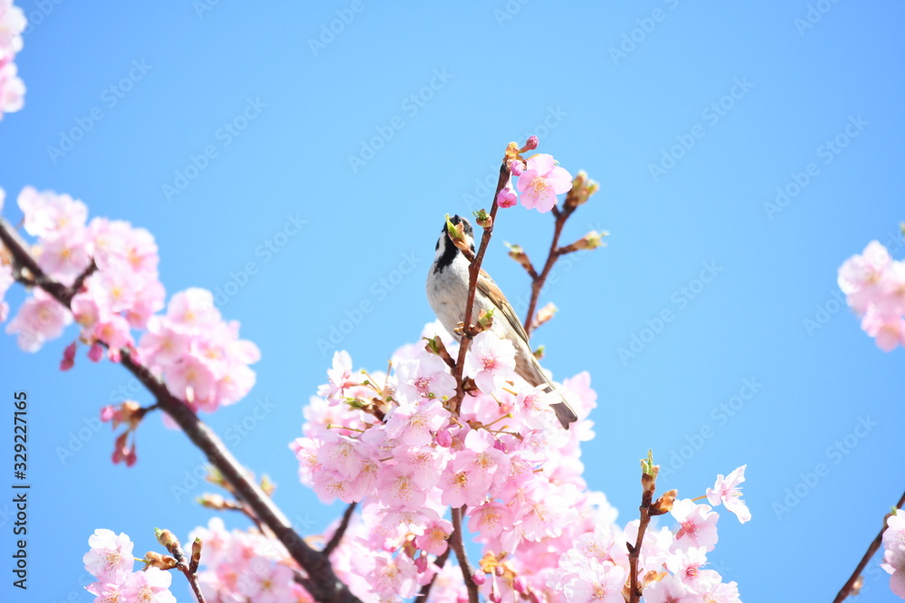 雀と河津桜