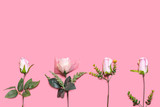 A layout of four pink roses flowers laying on the botting side on a pink background representing top view of copy space of decorations gifts for Christmas, valentine’s day, birthday and special events