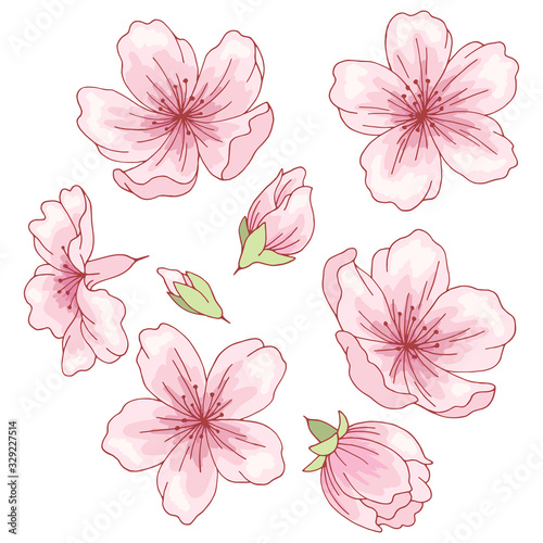 Sakura graphic flower color isolated sketch set illustration vector