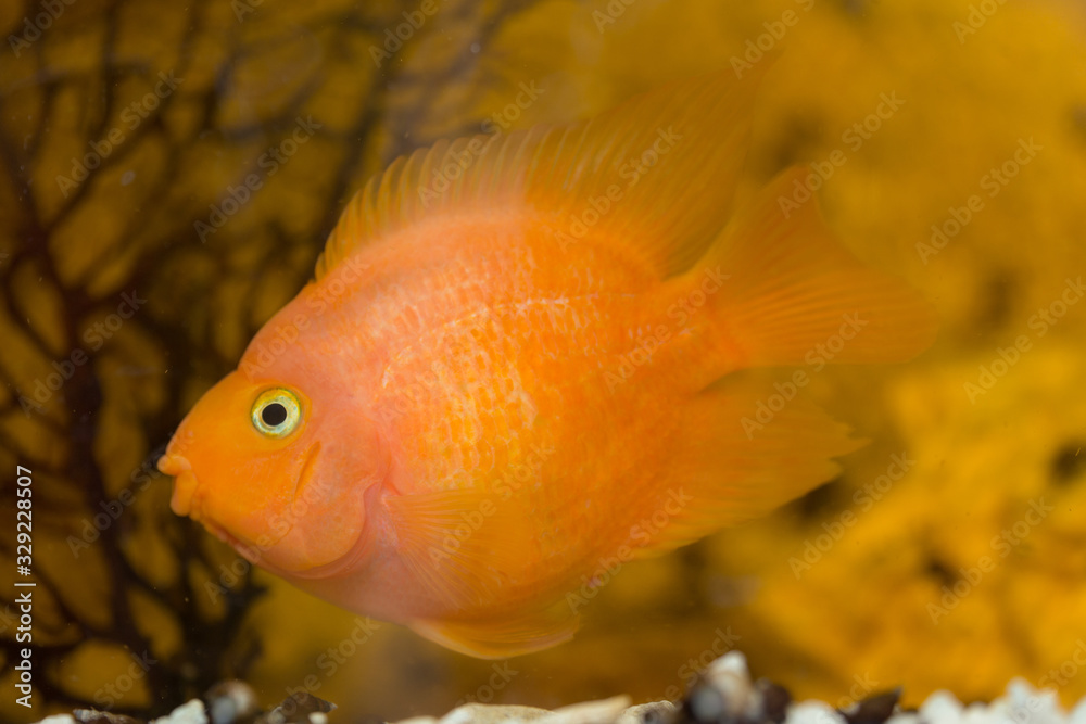 fish parrot close up