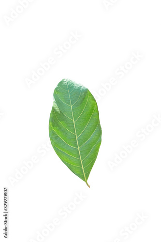 Isolated leaves on the white background.Jack leave fresh leaves.