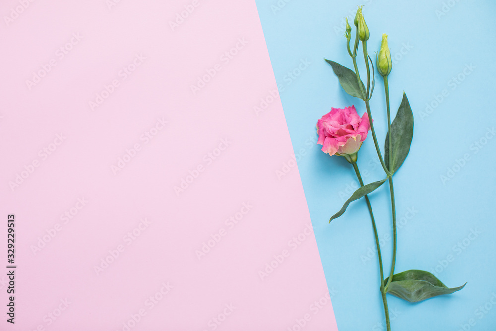 Beautiful eustoma on multicolored paper backgrounds with copy space. Spring, summer, flowers, color concept. Flower delivery