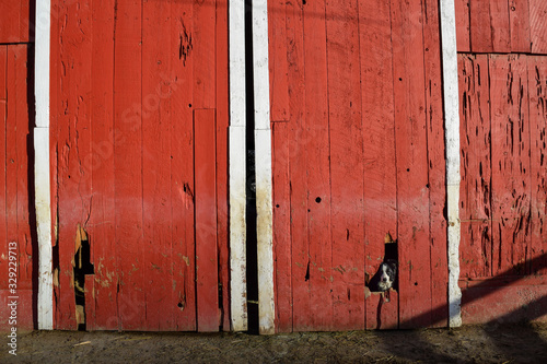 Sheep dog looking out of a red barn door.