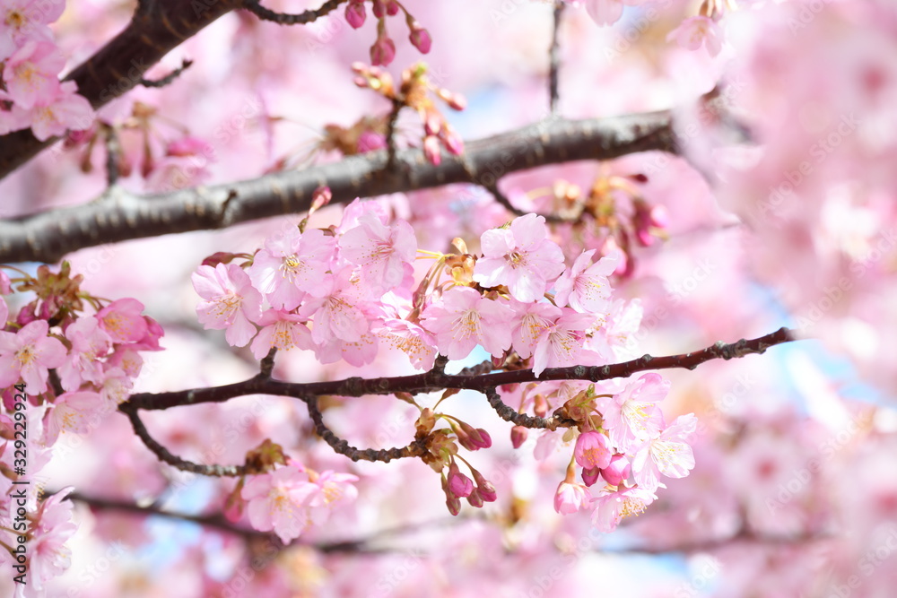 河津桜 河津桜