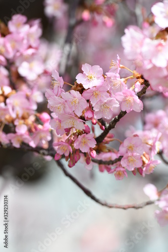 河津桜