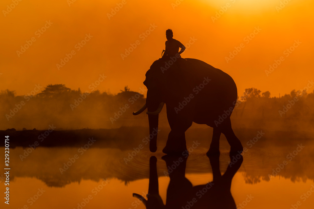 Thailand The silhouette elephant and mahout standing outdoor in the field on sunset time.