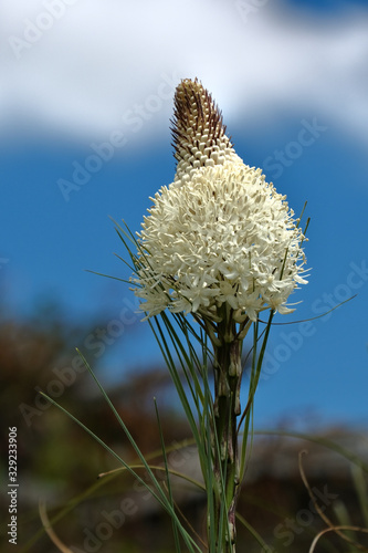 Beargrass blooms in Cascade Mountains in summer. Pacific Norhtwest. Oregon State. United States of America