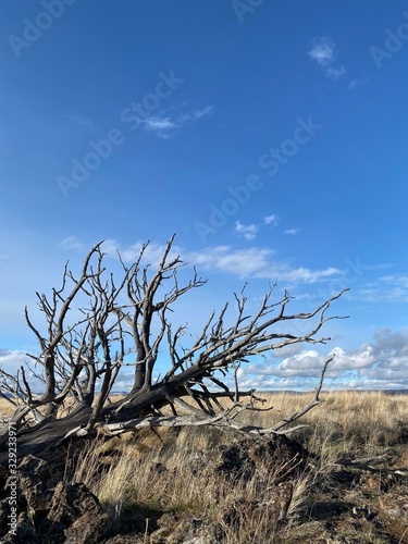 dead tree in desert