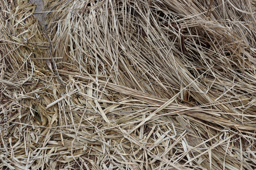 A lot of dried long grass. Yellow grass background A lot of dried long grass. Yellow grass background