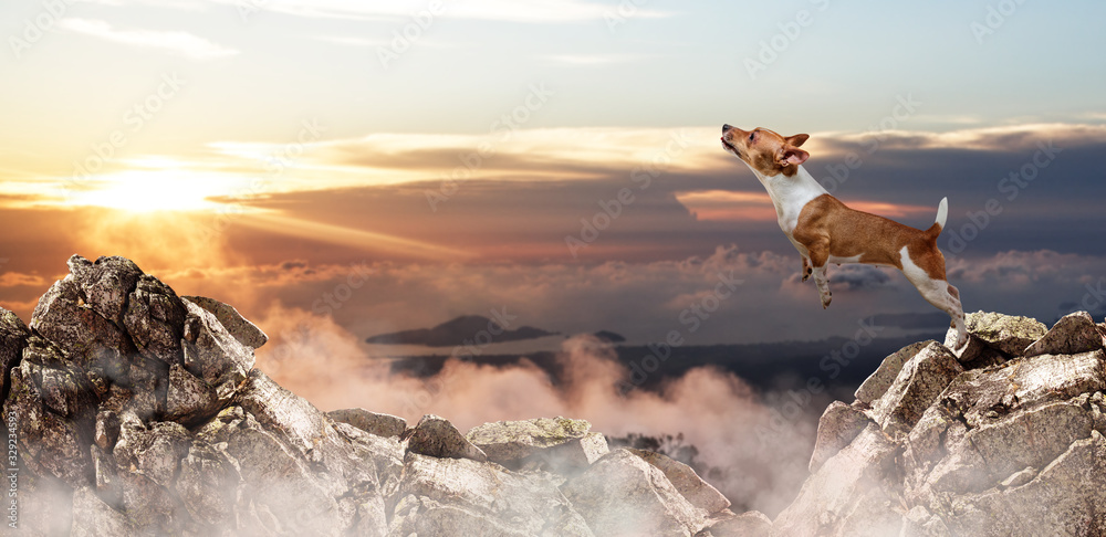 Jack russell terrier dog jumping through the gap among mountains. - obrazy, fototapety, plakaty 