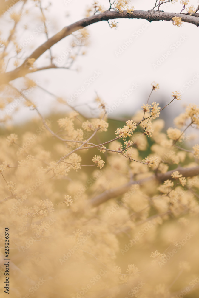 spring is coming, Japanese cornlian cherry spring is coming, Japanese cornlian cherry