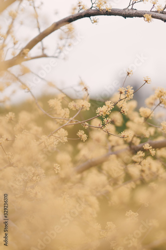 spring is coming, Japanese cornlian cherry © 주혁 박