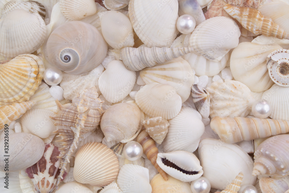 Seashell collection, seashells with pearls piled together Seashell collection, seashells with pearls piled together
