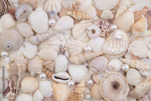 Seashell collection, seashells with pearls piled together
