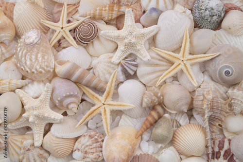 Seashells texture, many amazing seashells and starfishes mixed