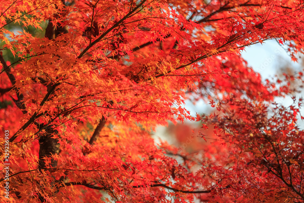 Red and Colorful Japanese Maple Leaves Background in Kyoto Red and Colorful Japanese Maple Leaves Background in Kyoto