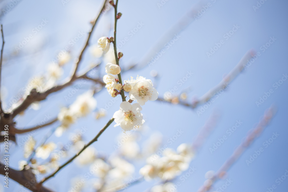 白梅 青空 白梅 青空