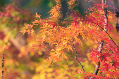 Red and Colorful Japanese Maple Leaves Background in Kyoto
