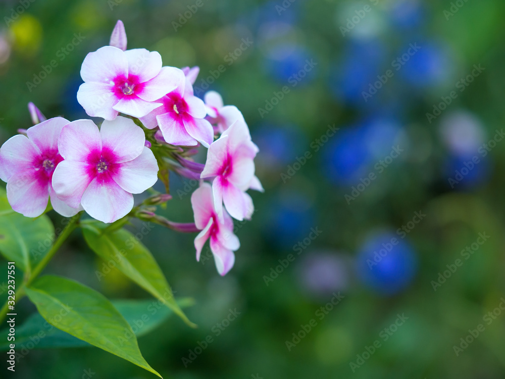 Obraz premium Pink phlox flowers blooming in the garden.