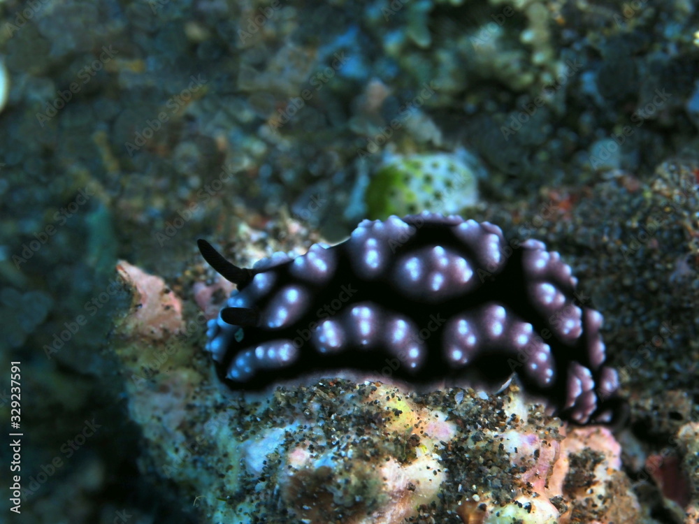 The amazing and mysterious underwater world of Indonesia, North Sulawesi, Manado, sea slug The amazing and mysterious underwater world of Indonesia, North Sulawesi, Manado, sea slug