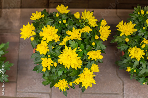 Bush of yellow chrysanthemums blossom in a flower pot, top view. Romantic bouquet of blooming golden chrysanthemums, natural fresh flowers in a pot on the pavement