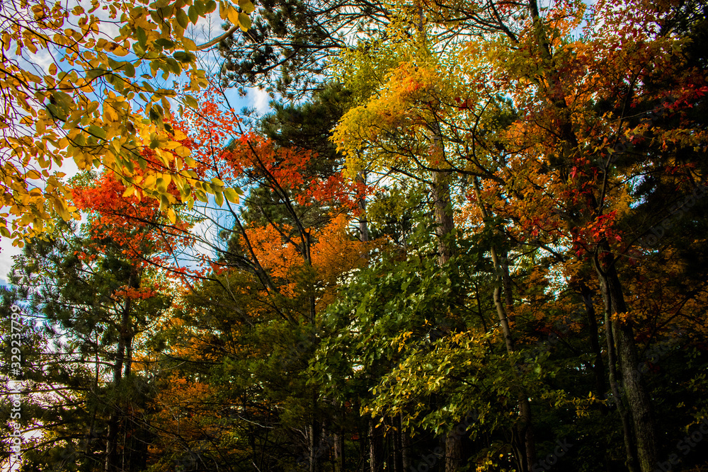 Fall Forest