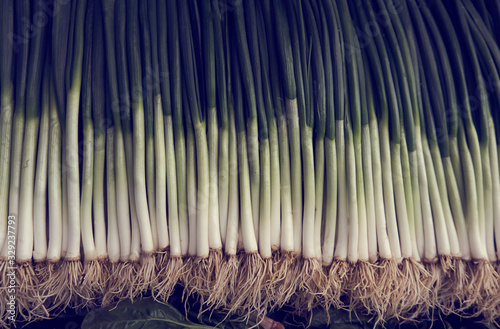 Fresh and organic scallion net to celery in the local market